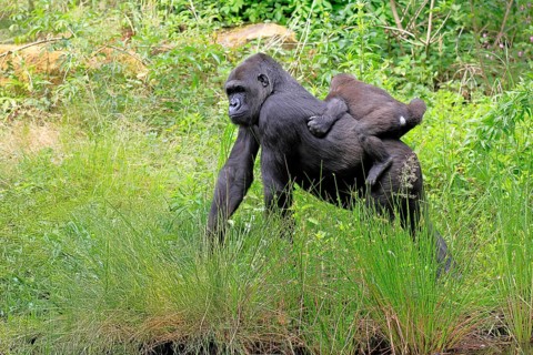 Western gorilla (Gorilla gorilla), adult, female, carrying, juvenile, on back