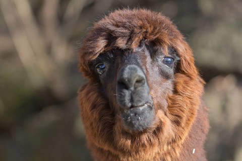 Portrait of an adult brown Alpaka