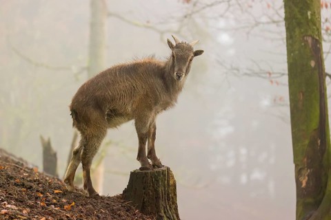A female Himalayan Tahr (Hemitragus jemlahicus) stands in the forest on a foggy day