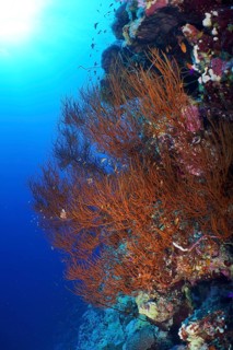 Black wire coral (Antipathes dichotoma), St Johns reef dive site, Saint Johns, Red Sea, Egypt