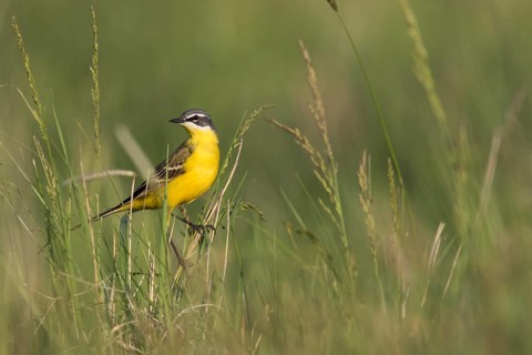 Blue-headed Wagtail - Wiesen-Schafstelze - Motacilla flava ssp. flava, Hungary, adult male