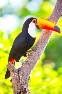 Giant toucan (Ramphastos toco) Pantanal Brazil