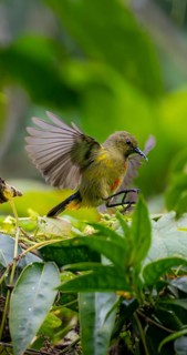 Olive-bellied Sunbird (Cinnyris chloropygius) approaching, Mgahinga Gorilla National Park, Western