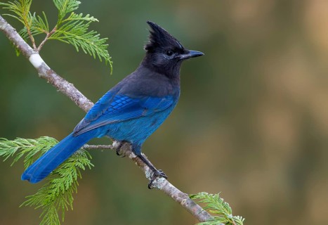 Steller's Jay (Cyanocitta stelleri), British Columbia, Canada