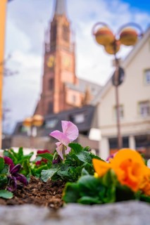 Flowers in the foreground with a church tower and historic buildings in the background, Nagold,