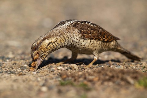 Eurasian Wryneck (Jynx torquilla) foraging, Saxony, Germany