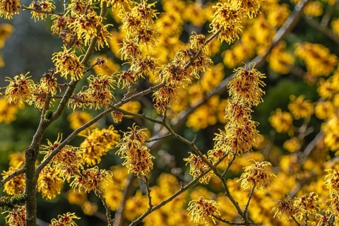 Hybrid witch hazel (Hamamelis × intermedia) cultivar Barmstedt Gold, deciduous shrub showing yellow