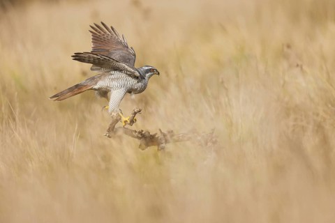 A female northern goshawk gracefully lands on a dead branch, displaying her powerful wings and
