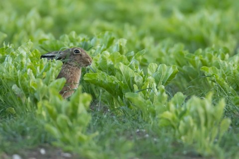 Brown hare (Lepus europaeus) adult animal feeding in a farmland sugar beet field in the summer,