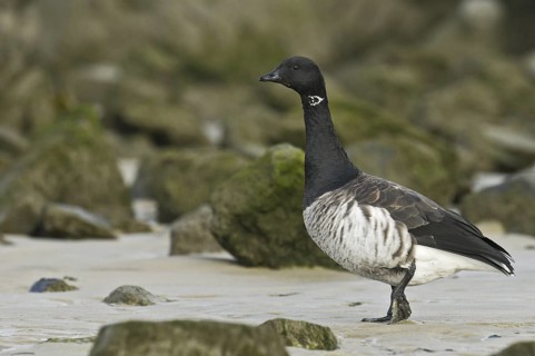 Brant Goose (Branta bernicla), New Jersey, USA