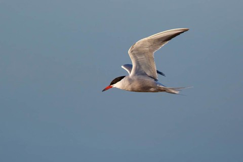 Common Tern (Sterna hirundo) flying, Greece
