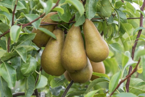 Pear (Pyrus communis 'Sommerbutterbirne'), Cambridge Botanical Garden, Germany