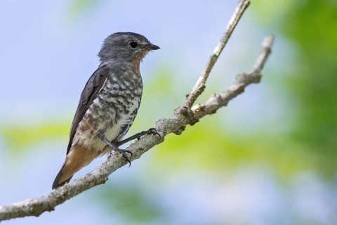 Buff-throated Purpletuft (Iodopleura pipra) perched on a branch in the Atlantic rainforest of