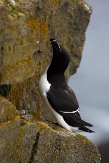 One Razorbill (Alca torda) standing on a coastal cliff in Latrabjarg, Iceland