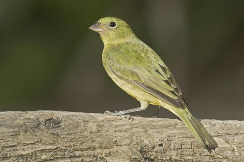 Painted Bunting (Passerina ciris) female, Florida, USA