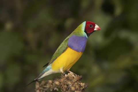 Gouldian Finch (Erythrura gouldiae)