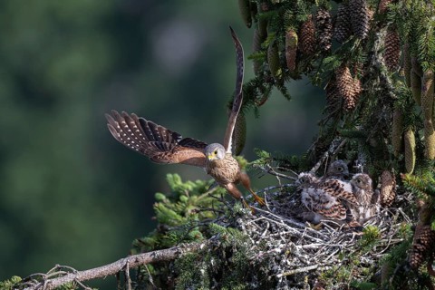 Common kestrel (Falco tinnunculus) at the nest with young birds, Daun, Eifel, Rhineland-Palatinate,