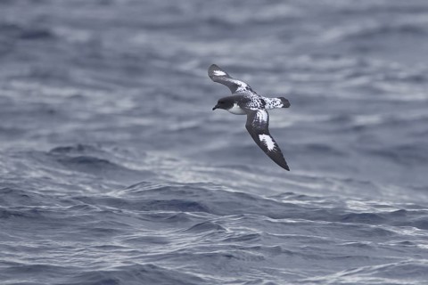 Cape Petrel (Daption capense) flying, Victoria, Australia
