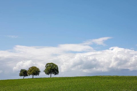 Three walnut trees stand in a green field under a wide sky, Southern Palatinate, Palatinate,