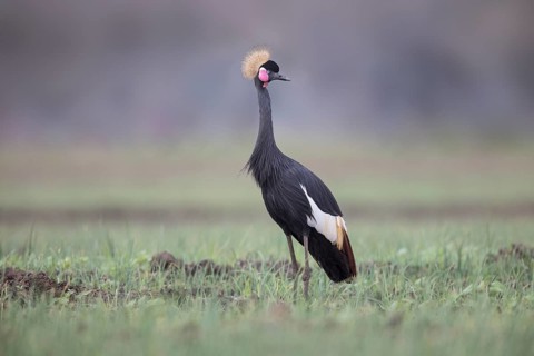 Black Crowned Crane (Balearica pavonina), Lake Ziway, Ethiopia