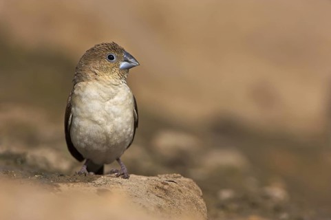African Silverbill (Euodice cantans), Oman