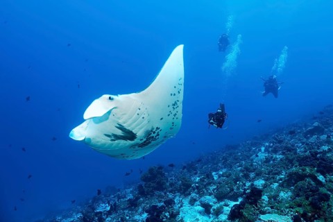 Group of divers, diver observing reef manta ray (Manta alfredi), swimming over coral reef, Tuamotu