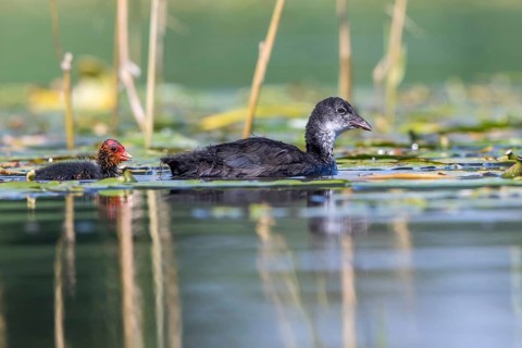 Eurasian Coot (Fulica atra) young bird from first brood leading young bird from second brood,