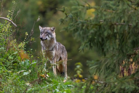 One eurasian gray wolf (Canis lupus lupus) standing in green vegetation. Some fall colours in the