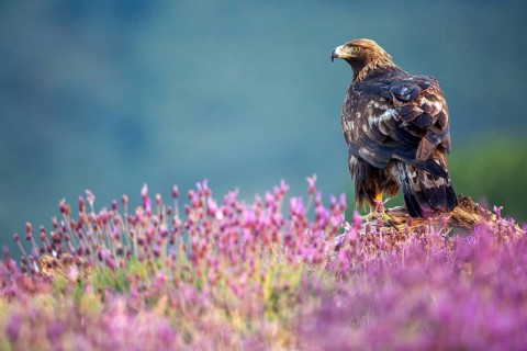 Golden Eagle (Aquila chrysaetos) amongst flowers, Madrid, Spain