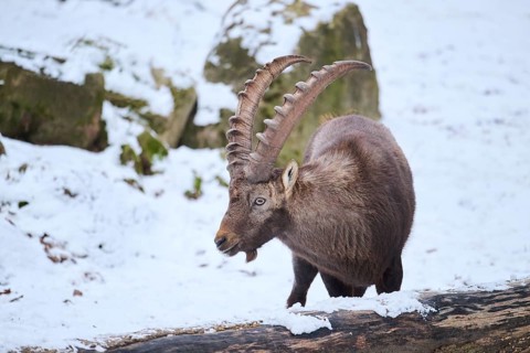 Alpine ibex (Capra ibex) male in winter, snow, Bavaria, Germany