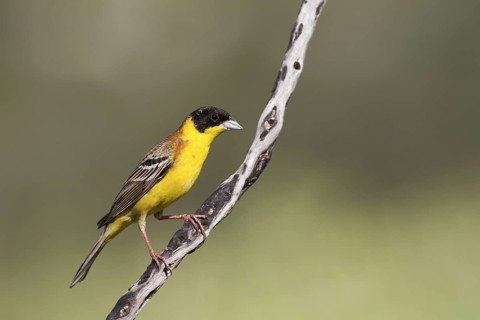 Black-headed Bunting (Emberiza melanocephala) male, Cyprus