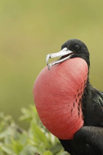 Great Frigatebird (Fregata minor) male, Hawaii, USA