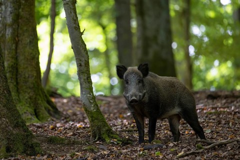 Wild boar, sow in summer, Wittlich, Rhineland-Palatinate, Germany