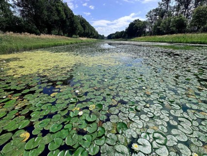 European white water lilies, white pond lilies, water lilies (Nymphaea alba) on large canal in