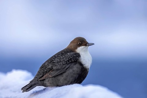Northern white-throated dipper (Cinclus cinclus cinclus) foraging along frozen stream in winter,
