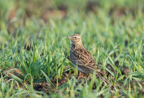 Eurasian Skylark (Alauda arvensis) sits in the grass, Burgenland, Austria