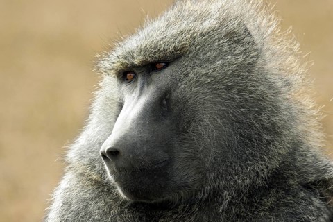 Olive baboon, Anubis baboons (Papio anubis) close up portrait, Lake Nakuru National Park, Kenya,