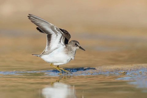 Temminck's Stint (Calidris temminckii) flapping, Eilat, Israel