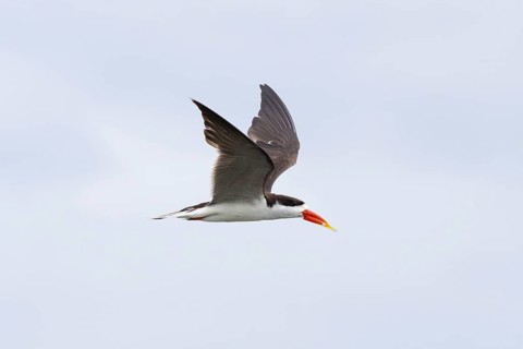 African Skimmer (Rynchops flavirostris) flying, Okavango-Delta, Botswana