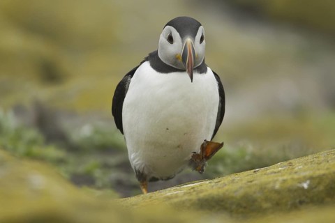 Atlantic Puffin (Fratercula arctica), Scotland, United Kingdom
