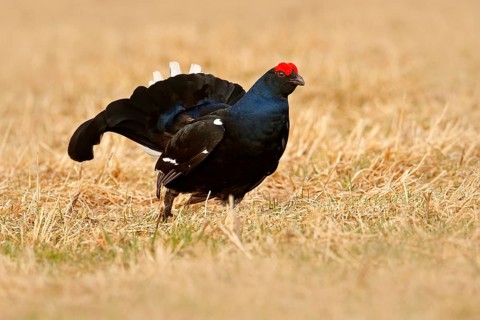 Black grouse in fog meadow. Lekking nice bird Black Grouse, Tetrao tetrix, in marshland, Sweden.