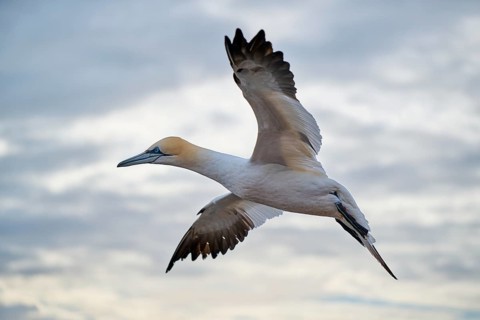 Northern gannet (Morus bassanus) flying in the sky, wildlife, Helgoland, Germany