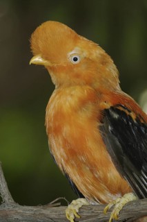 Andean Cock-of-the-rock (Rupicola peruvianus), California, USA