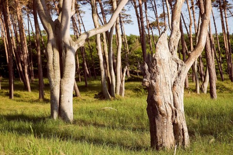 Tree trunks, West Beach, National Park, Fischland, Darß, Zingst, Germany
