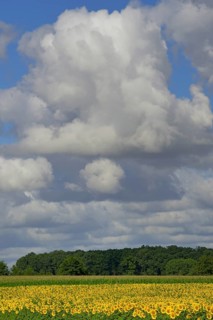 View of a sunflower field, sunflower (Helianthus annuus) in bloom, blue cloudy sky, North