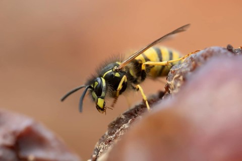 Common wasp (Vespula vulgaris) adult insect on fallen fruit in a garden in summer, England, United