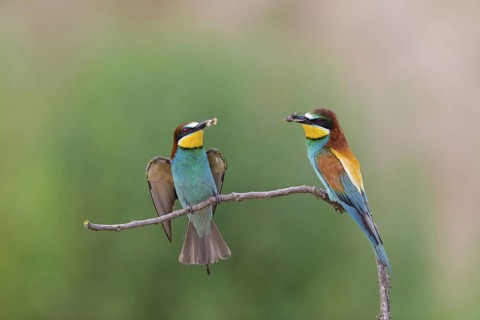 Bee-eater, (Merops apiaster), animals, birds, raptor family, perch, pair, two, Muselievo,