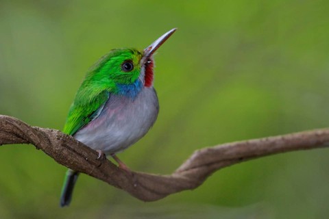 Cuban Tody (Todus multicolor) perched on a branch in Cuba