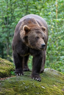 Brown bear (Ursus arctos) standing on a rock and looking attentively, captive, Bavarian Forest