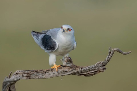 Slider (Elanus caeruleus), eats vole, Extremadura, Spain
